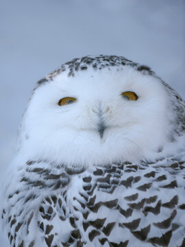 Finland, Ranua Wildlife Park. Snowy owl during winter.