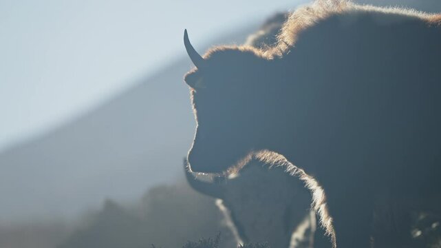 Backlit yak calf nibbling grass on verdant Himalayan slopes, silhouetted against golden morning light in remote Nepalese landscape