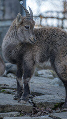 Fototapeta premium Young mountain goat standing on rocky terrain, gazing back with curiosity in a natural habitat