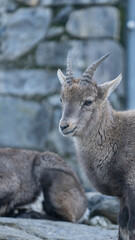 Young mountain goat standing near rocky wall, gazing calmly while another goat rests in the...