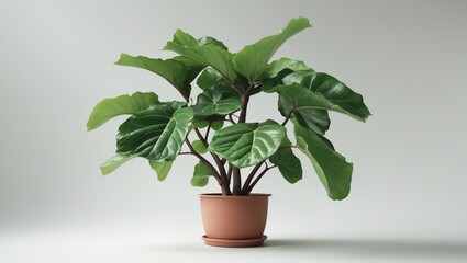 Obraz premium Fiddle-leaf fig planted in pot.