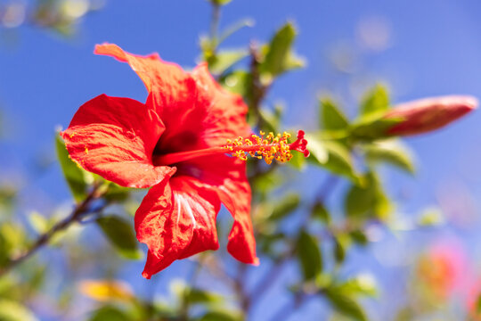 Red Hibiscus flower, in the mallow family, Malvaceae. Greece, Crete, Chania. Aptera.