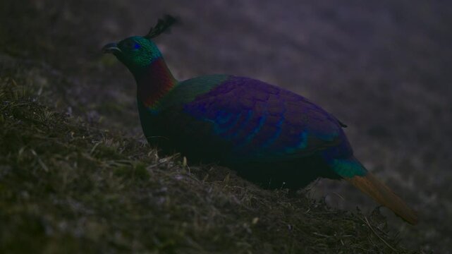 Iridescent Himalayan monal searching and foraging on rocky mountainside, showcasing vibrant plumage while hunting for food in remote Nepalese wilderness