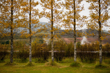 Iceland. Geothermal activity can be seen behind the row of Aspen trees in the valley of Haukadalur.