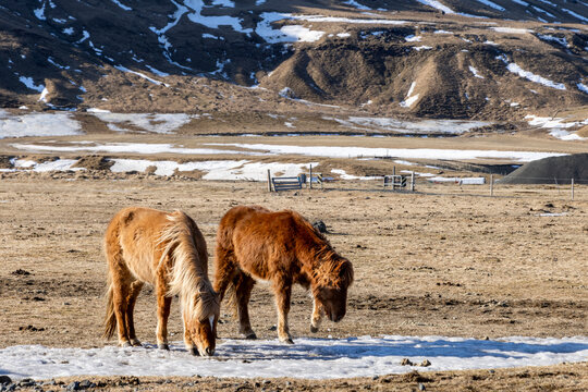 Iceland, Icelandic horses chipping at ice to eat