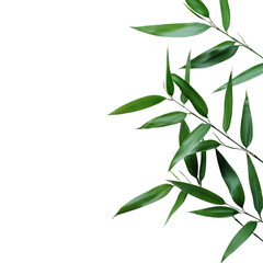Fototapeta premium Elegant green bamboo leaves arranged on a clean transparent background for a fresh and calming aesthetic, Green bamboo leaves on transparent background