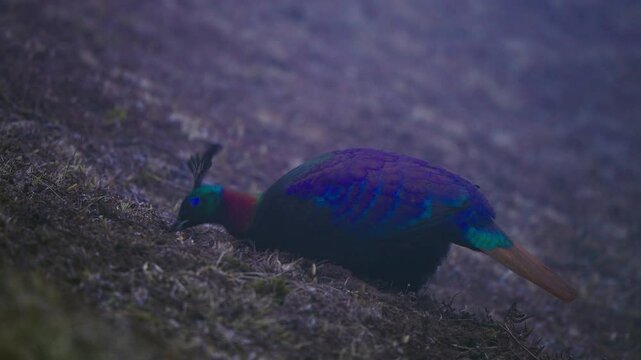 Iridescent Himalayan monal perching on rugged mountain slope, pecking between rocks while hunting insects in alpine landscape