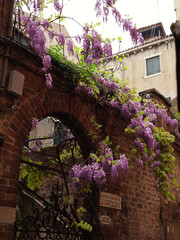 Flowers in a beautiful cozy vintage courtyard in Venice, Italy. Traditional Italian architecture.