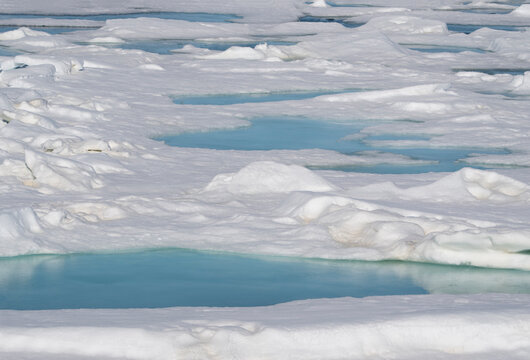 Norway, Svalbard. Pools of meltwater fill depressions in pack ice.