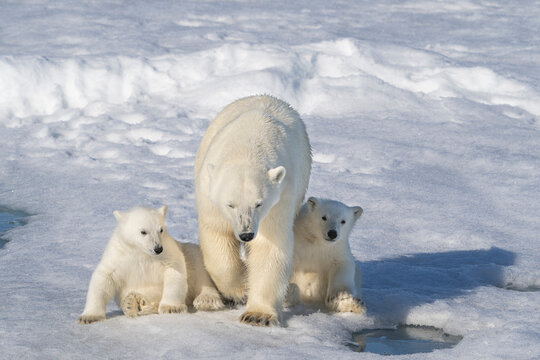 Norway, Svalbard. Polar bear mother and cubs on pack ice in Arctic Ocean.