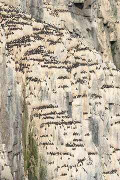 Norway, Svalbard. Thick-billed murre bird nests on Alkefjellet cliffs.