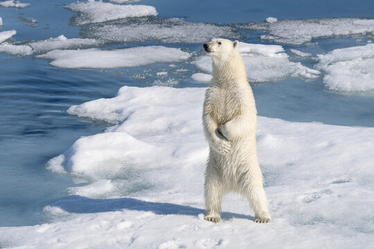 Norway, Svalbard. Male polar bear standing on ice floe in Arctic Ocean.