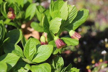 Flowering Scopolia carniolica plants, early spring.