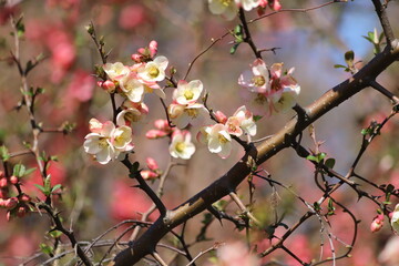 Chinese quince flowers, Chaenomeles speciosa, tree.