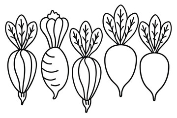 Different Sugar Beet Types Vector