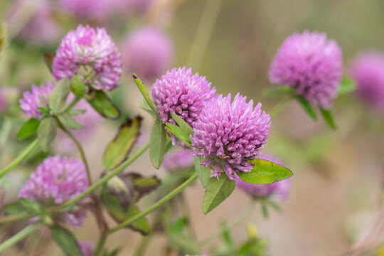 Norway, Svalbard. Red clover in bloom.