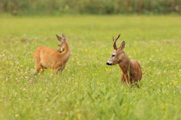 Sarna europejska (Capreolus capreolus) roe deer © Bartosz Rakoczy