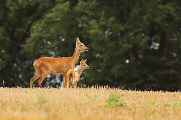 Sarna europejska (Capreolus capreolus) roe deer