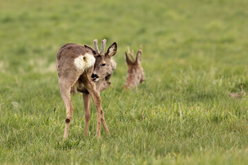 Sarna europejska (Capreolus capreolus) roe deer