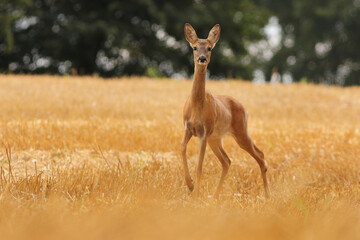Sarna europejska (Capreolus capreolus) roe deer © Bartosz Rakoczy
