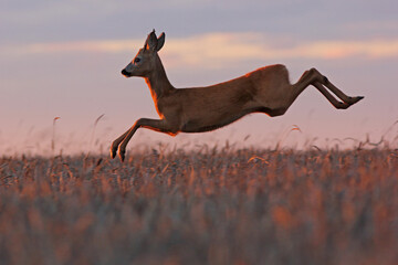 Sarna europejska (Capreolus capreolus) roe deer © Bartosz Rakoczy