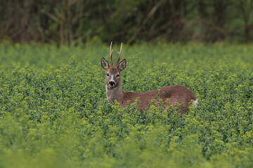 Sarna europejska (Capreolus capreolus) roe deer © Bartosz Rakoczy