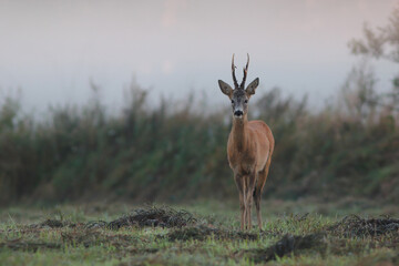 Sarna europejska (Capreolus capreolus) roe deer © Bartosz Rakoczy
