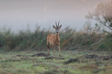 Sarna europejska (Capreolus capreolus) roe deer © Bartosz Rakoczy