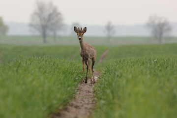 Sarna europejska (Capreolus capreolus) roe deer © Bartosz Rakoczy