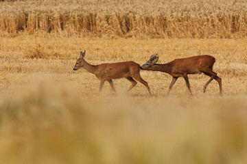 Sarna europejska (Capreolus capreolus) roe deer © Bartosz Rakoczy