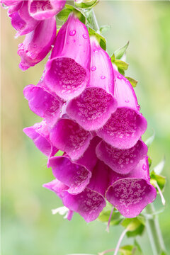 Norway, Svalbard. Purple foxglove flowers close-up.