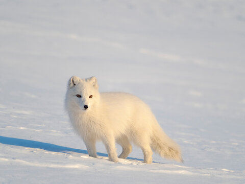 Arctic fox in snow during winter at Gronfjorden in Nordenskiold Land, Norway, Svalbard.