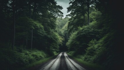 Fototapeta premium Dimly lit forest path