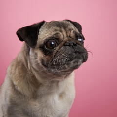 A pug gazes upwards with a curious expression against a soft pink background. Its dark, round eyes...