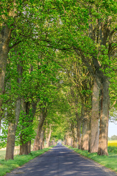 Poland, Zlocieniec (Falkenburg in German). Road in Pomerania.