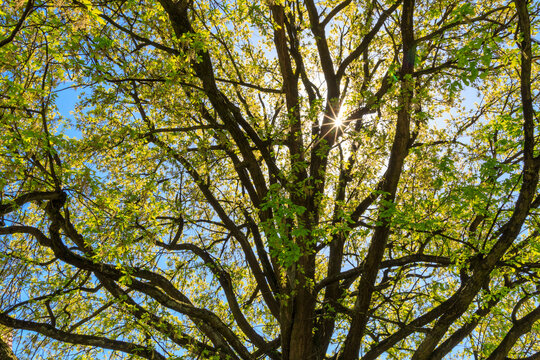 Sun Star through tree.