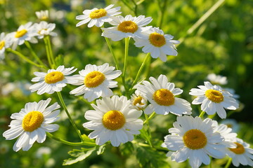 Meadow of white Chamomile flowers in the morning sun close up. Herbal medicine.
