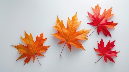 Concept of autumn season featuring a maple leaf on a background
