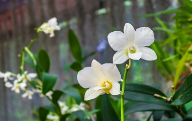 Close up of a white orchid in Royal Botanic Gardens, Peradeniya, Sri Lanka