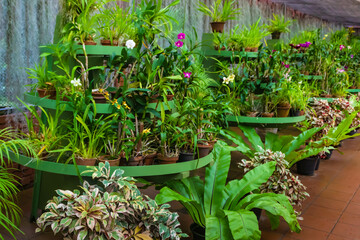 Orchids in Royal Botanic Gardens, Peradeniya, Kandy, Sri Lanka