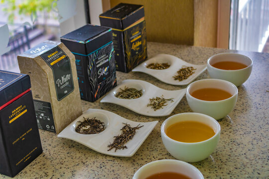 Nuwara Eliya, Sri Lanka - January 15th 2025: Tea varieties produced in Damro Tea factory, tea tasting