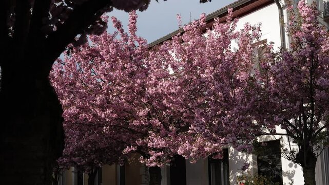 4k slow motion video of Red cherry tree in the later phase of bloom, colorful flowers on a tree, with urban background. Already visible normal leaves starting to sprout out.