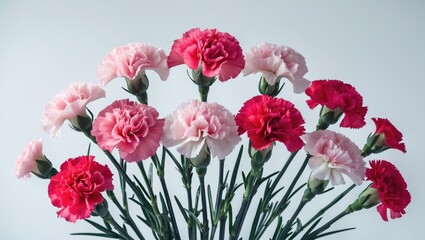 Obraz premium Green buds and leaves with isolated red and white carnation flowers