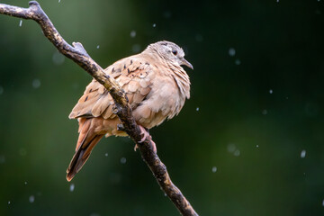 A ruddy ground-dove perched on a branch under rain. Species Columbina talpacoti also know as Rolinha. Animal world. Birdwatching. Birding. Bird lover