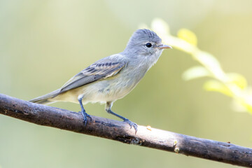 A Southern Beardless-Tyrannulet also know as Risadinha perched on the branch. Species Camptostoma obsoletum. Birdwatching. Birding. Bird lover