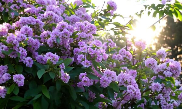 Lilac flowers close up. dolly shot