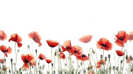 Fototapeta premium Vibrant Red Poppy Flowers Abstract Background on Isolated White Setting