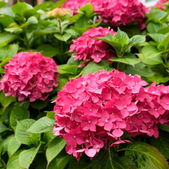 London, England, Great Britain. English garden flowers. Pink Hydrangeas