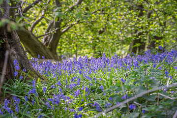Morning photo of beautiful bluebells in the forest