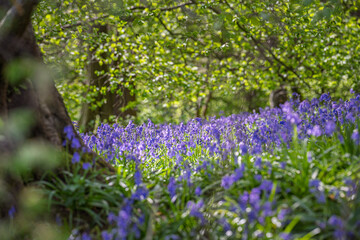 Morning photo of beautiful bluebells in the forest